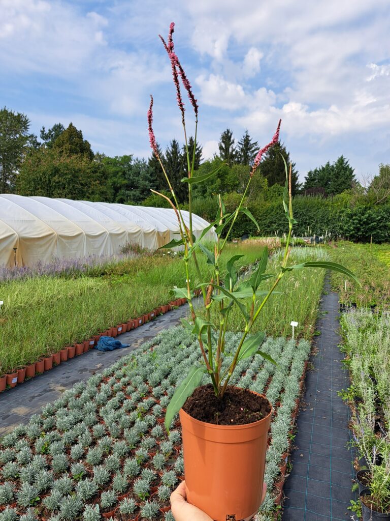 Rdest himalajski 'Pink Elephant'