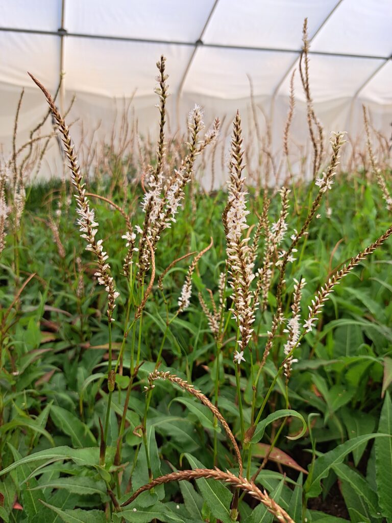 Rdest himalajski 'White Eastfield'