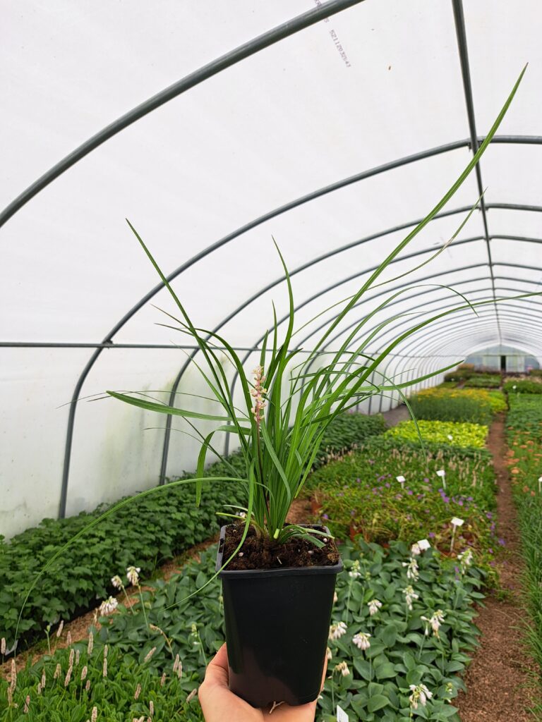 liriope szafirkowe