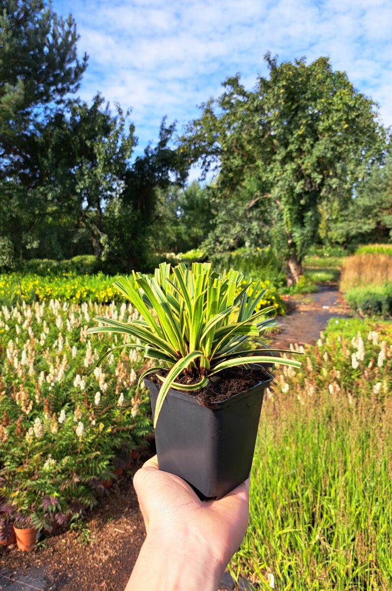 Carex morrowii 'Vanilla Ice'