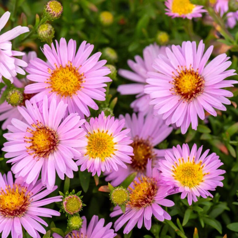 Aster kraczasty 'Anneke'