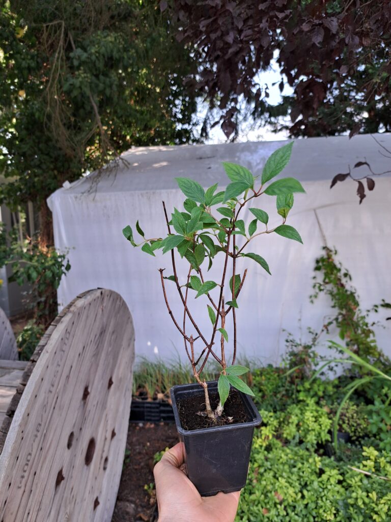 Hortensja bukietowa 'Vanille Fraise'