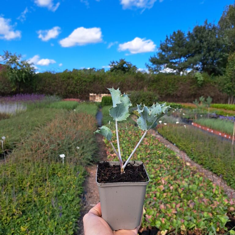 Mikołajek nadmorski