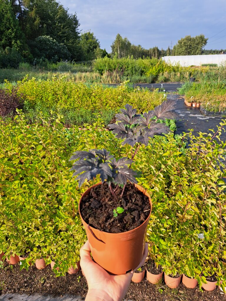 Pluskwica gałęzista 'Carbonella'