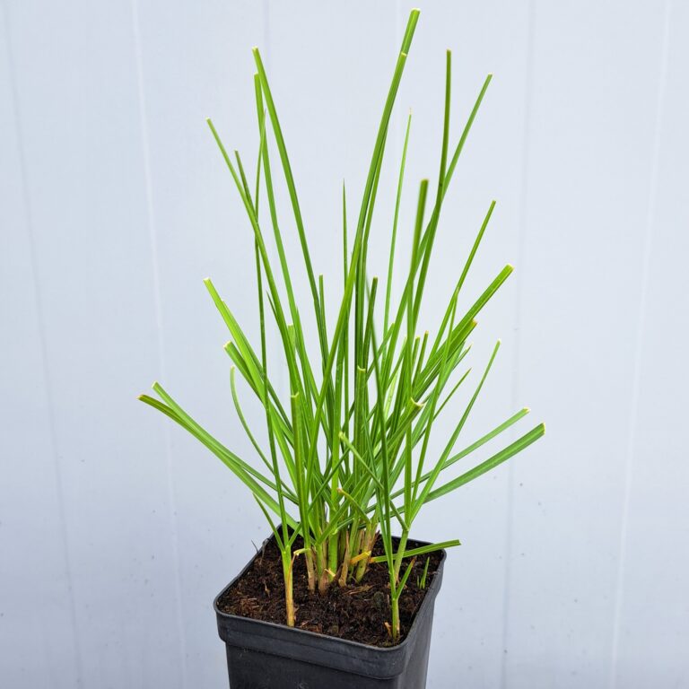 Sesleria jesienna