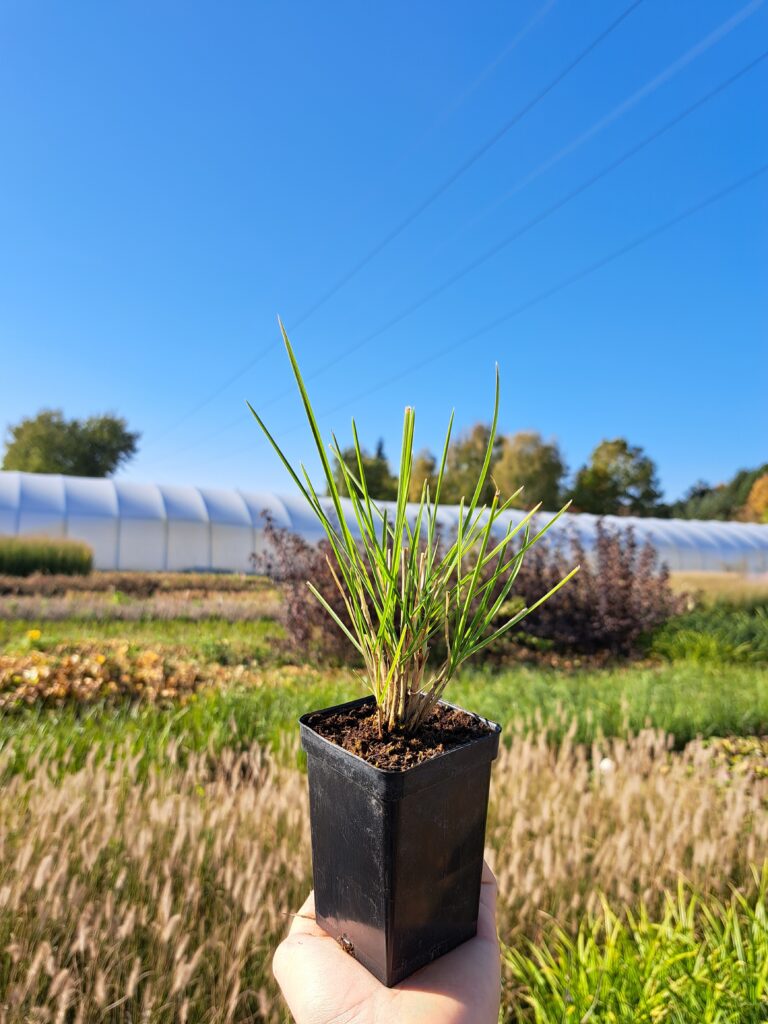 Sesleria jesienna