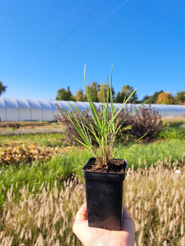 Sesleria jesienna