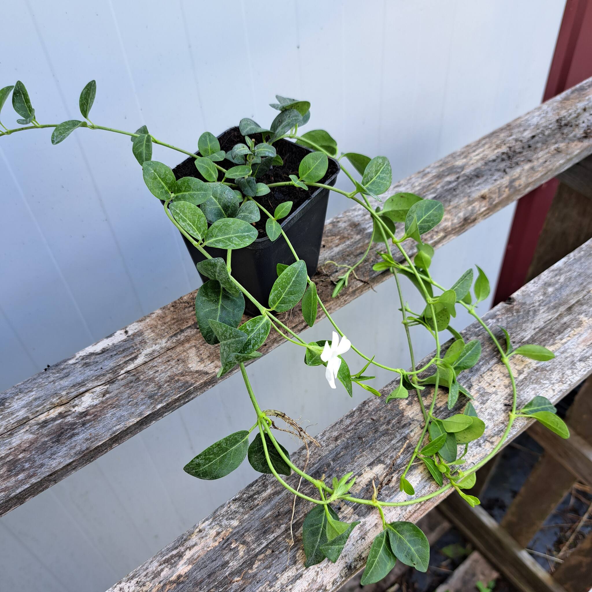 Barwinek pospolity 'Alba'