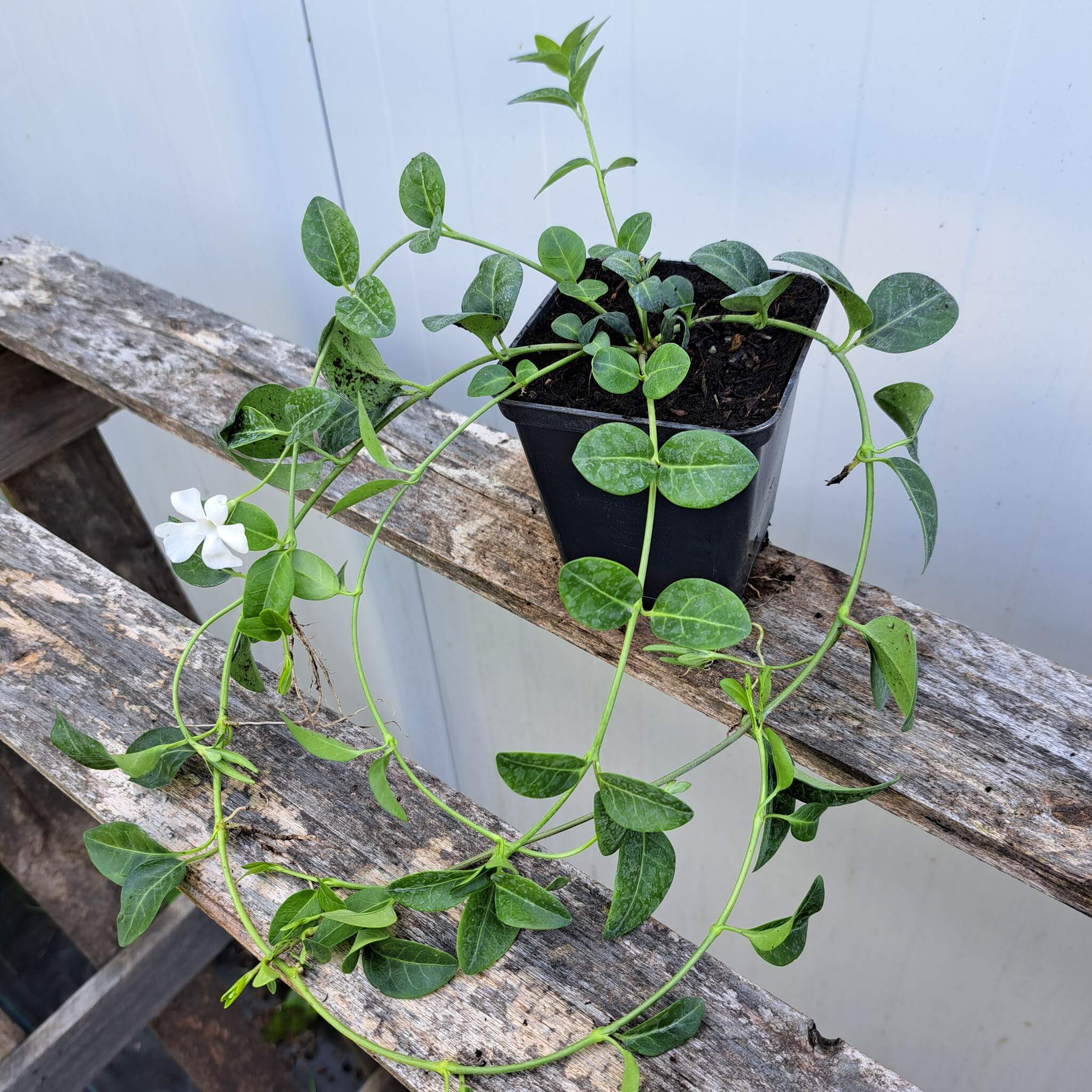 Barwinek pospolity 'Alba'