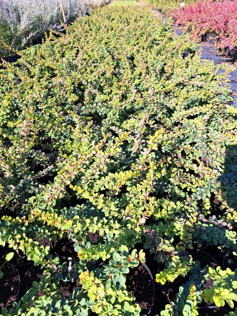 Berberys Thunberga 'Green Carpet'