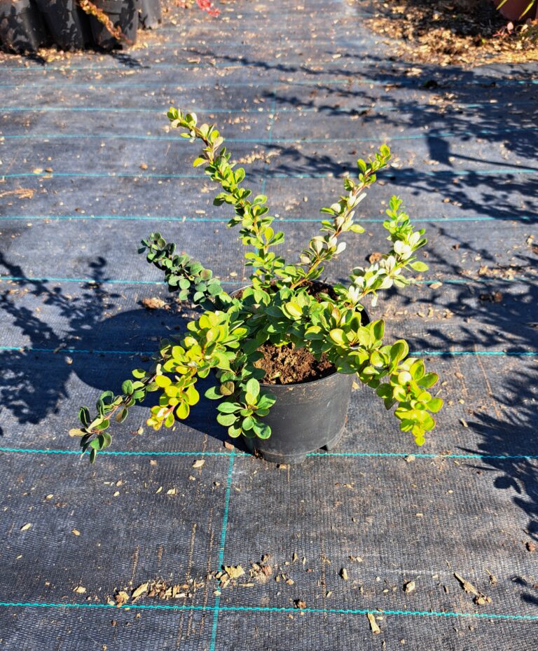 Berberys Thunberga 'Green Carpet'