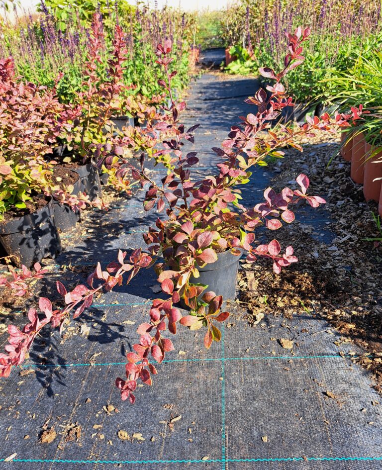 Berberys-Thunberga-Red-Carpet