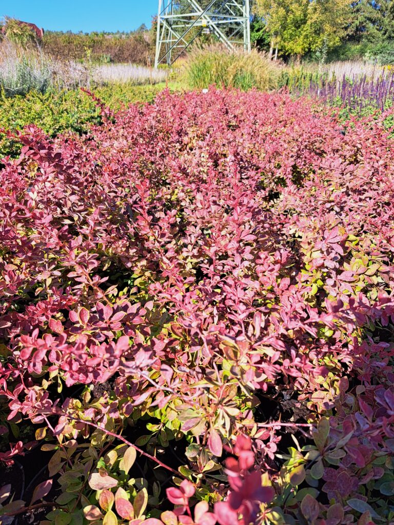 Berberys-Thunberga-Red-Carpet