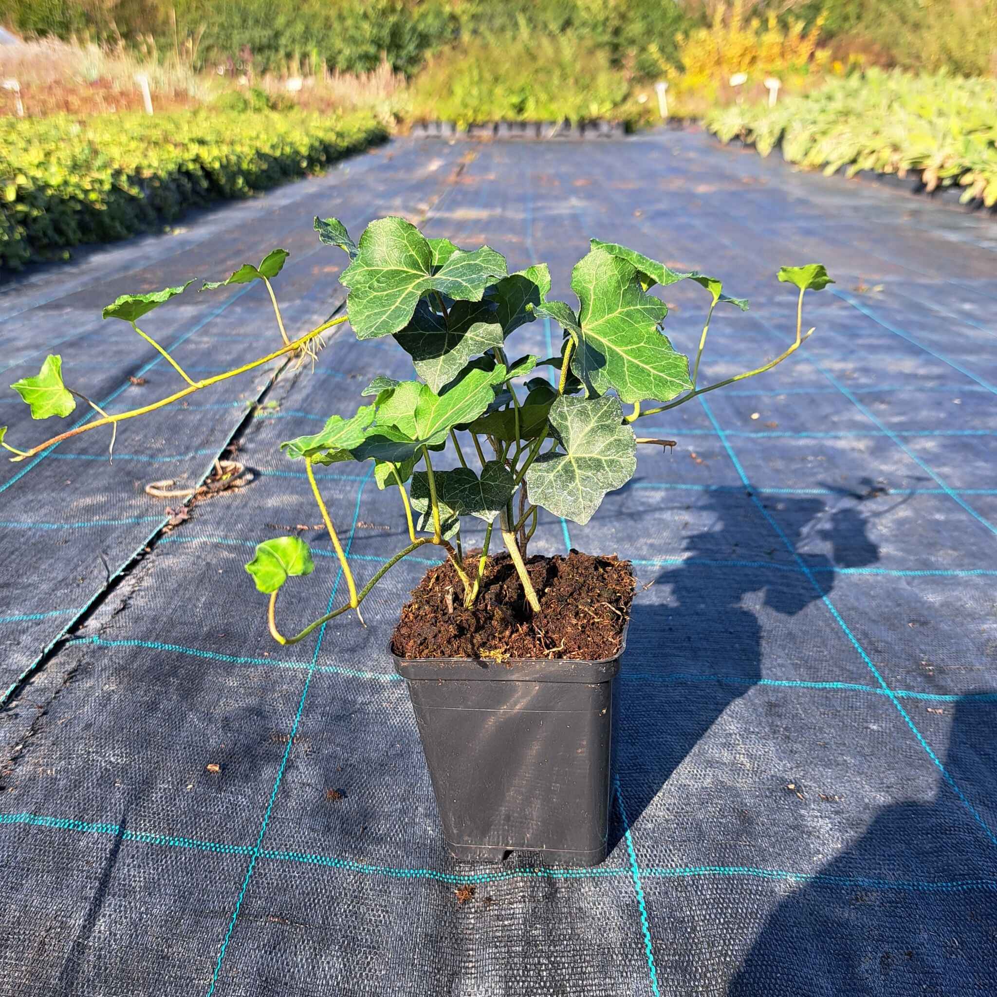 Bluszcz pospolity 'Thorndale' P9 (14)_Easy-Resize.com Bluszcz pospolity 'Thorndale'