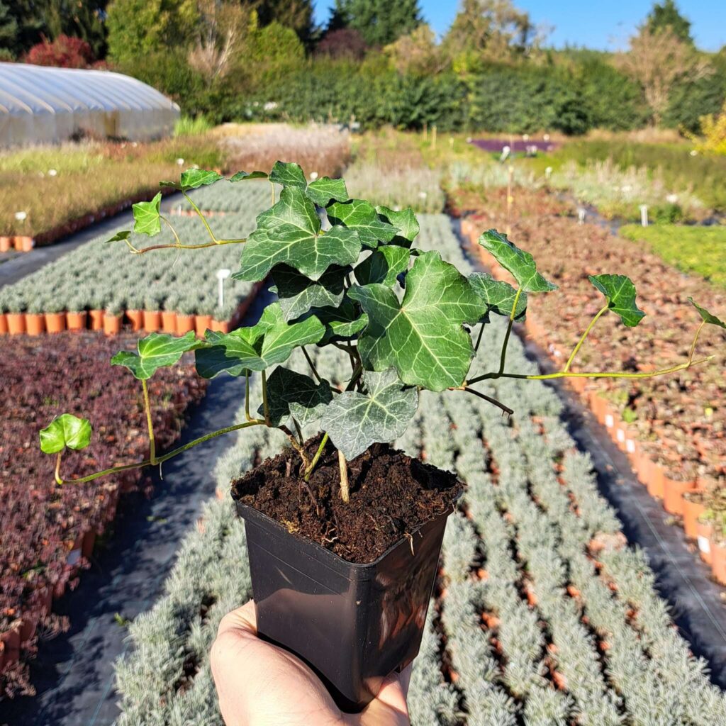 Bluszcz pospolity 'Thorndale'