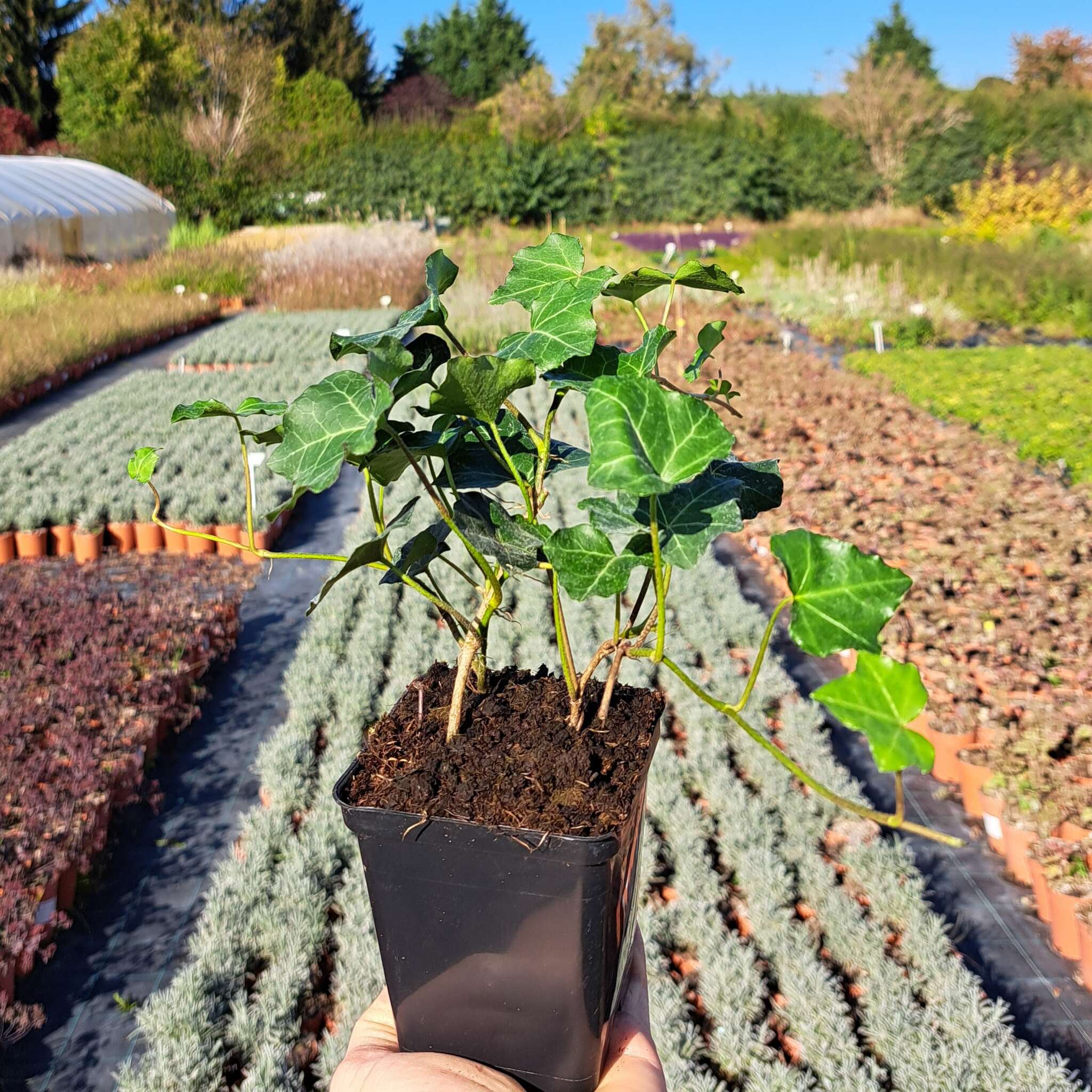 Bluszcz pospolity 'Thorndale' P9 (9)_Easy-Resize.com Bluszcz pospolity 'Thorndale'