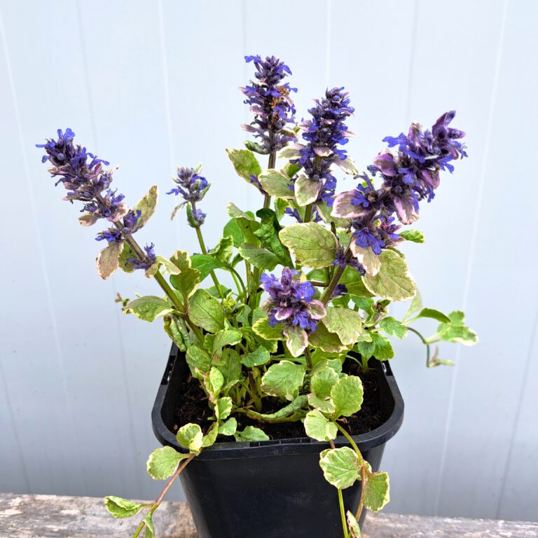 Dąbrówka rozłogowa 'Variegata'