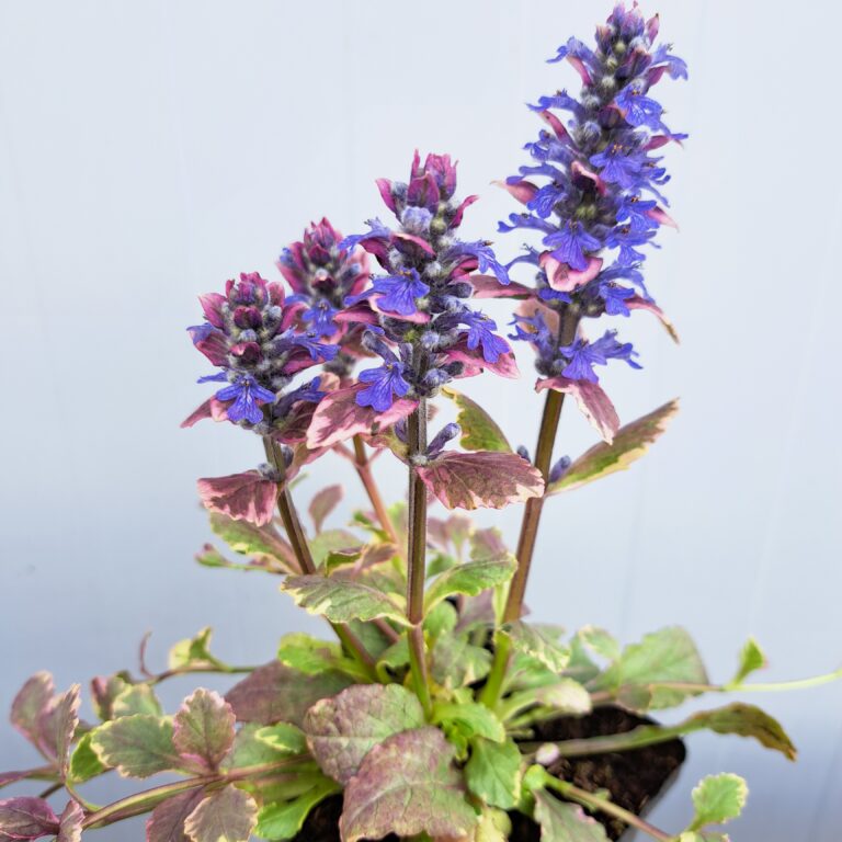 Dąbrówka rozłogowa ‘Burgundy Glow’