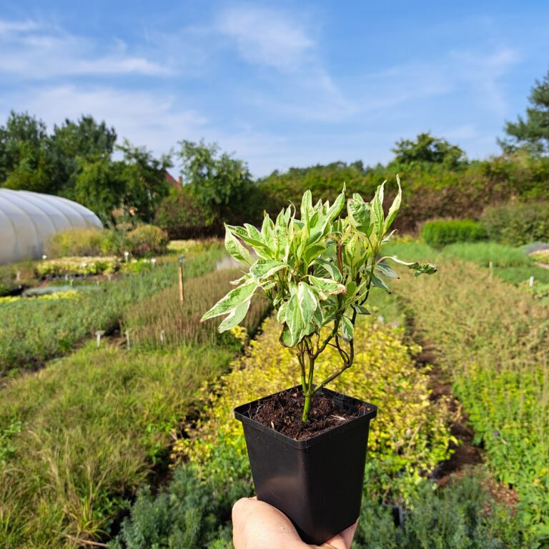 Dereń biały Elegantissima