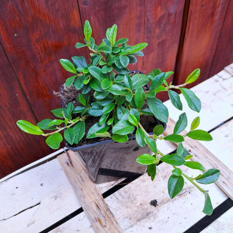 Irga Dammera ‘Major’