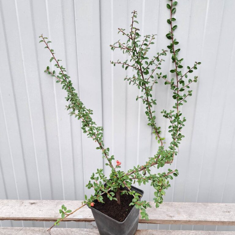 Irga-rozeslana-Eichholz