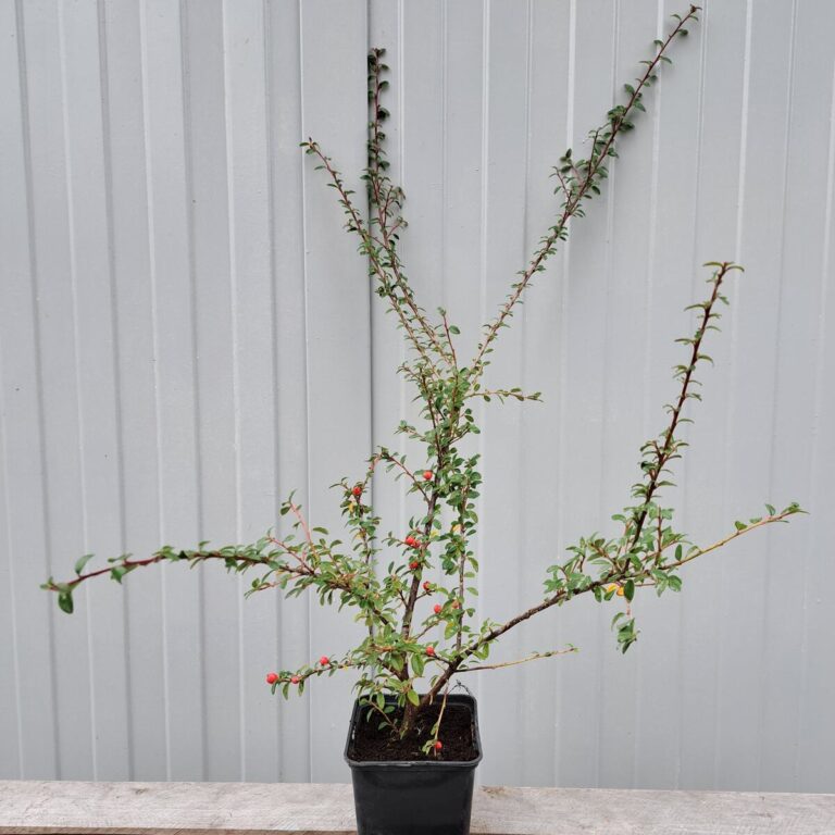 Irga szwedzka 'Coral Beauty'