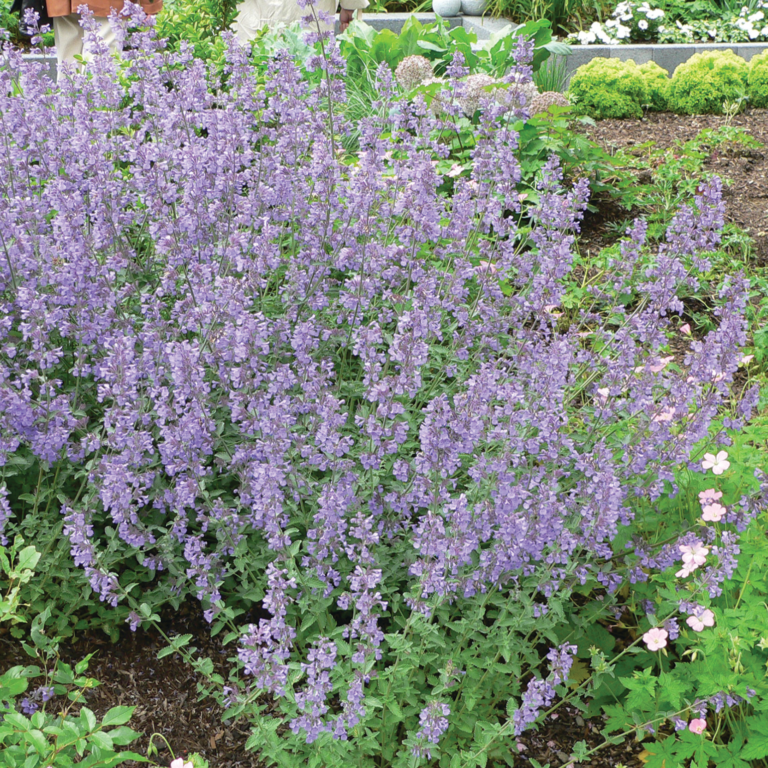 Kocimiętka Fassena 'Walker`s Low'