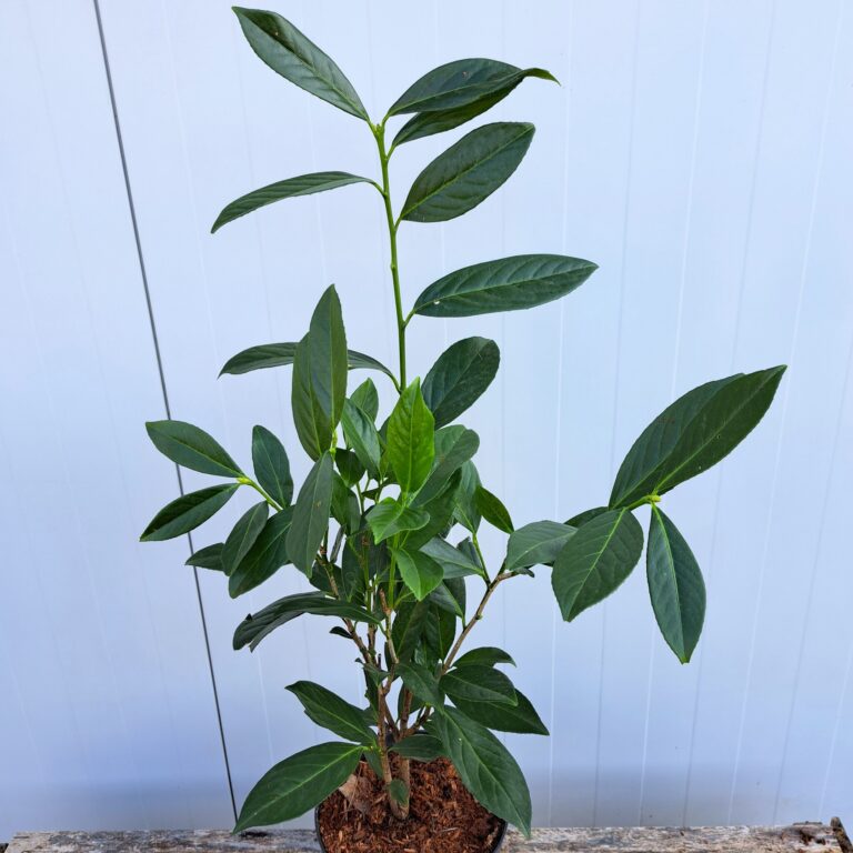 Laurowiśnia wschodnia 'Caucasica'