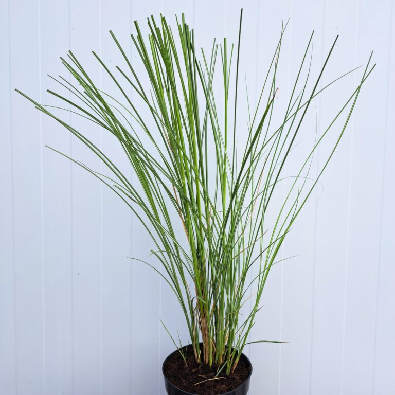 Miskant chiński 'Gracillimus'