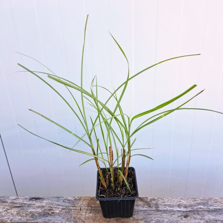 Miskant chiński 'Gracillimus'