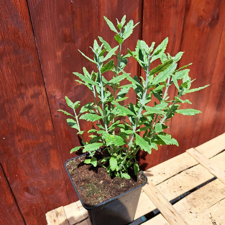 Perovskia łobodolistna 'Blue Steel'