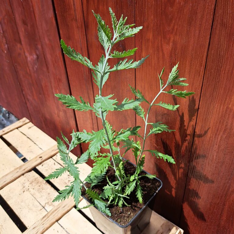 Perovskia łobodolistna 'Russian Sage'