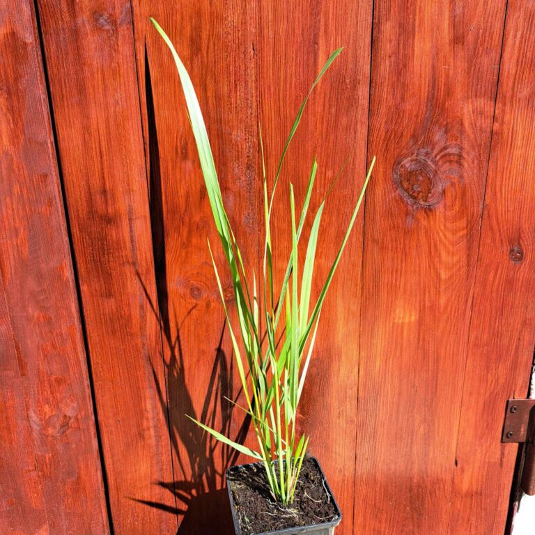 Proso rózgowate ‘Northwind’