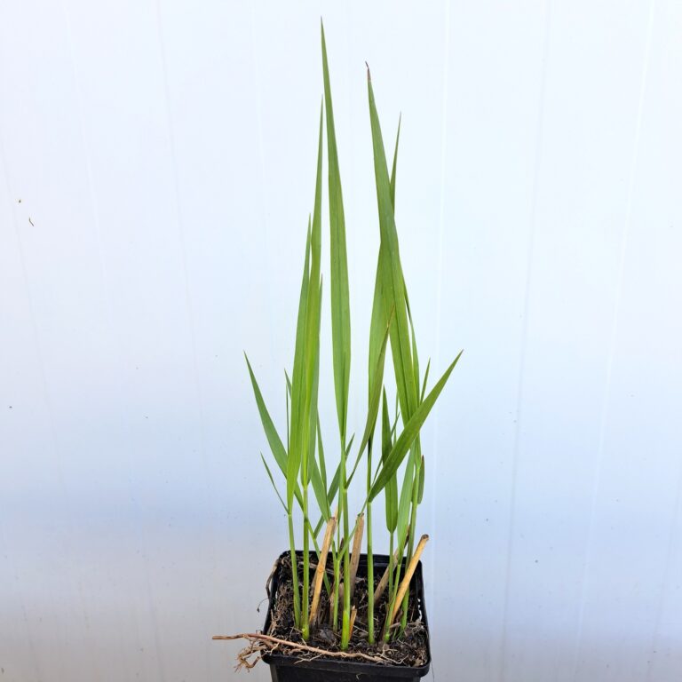 Proso rózgowate 'Northwind'