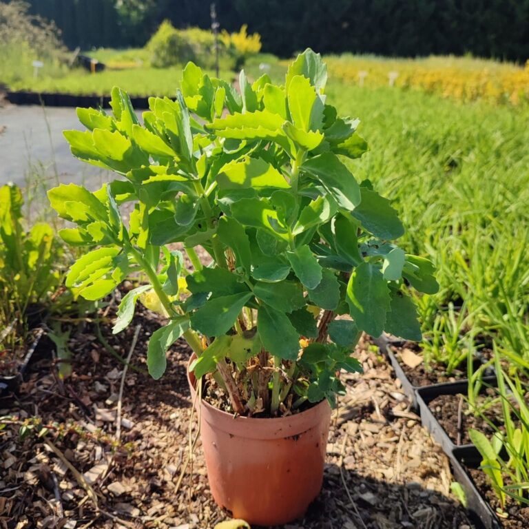 Rozchodnik okazały 'Brillant'
