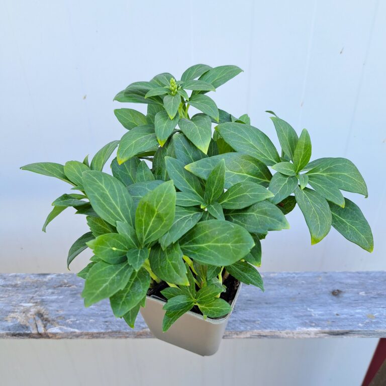 Runianka japońska 'Green carpet'