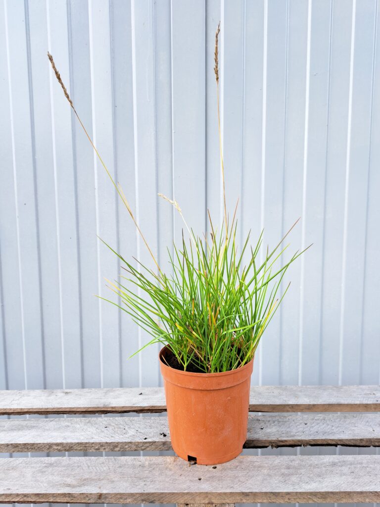 Sesleria jesienna