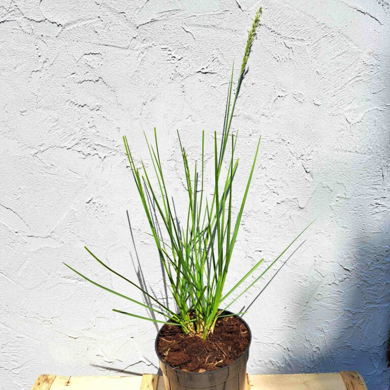 Sesleria jesienna