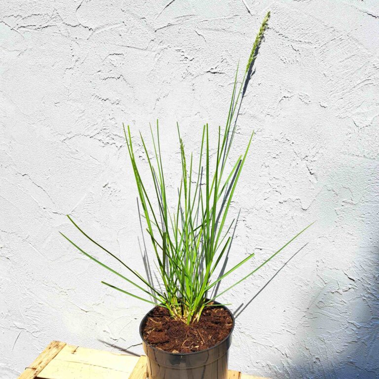 Sesleria jesienna