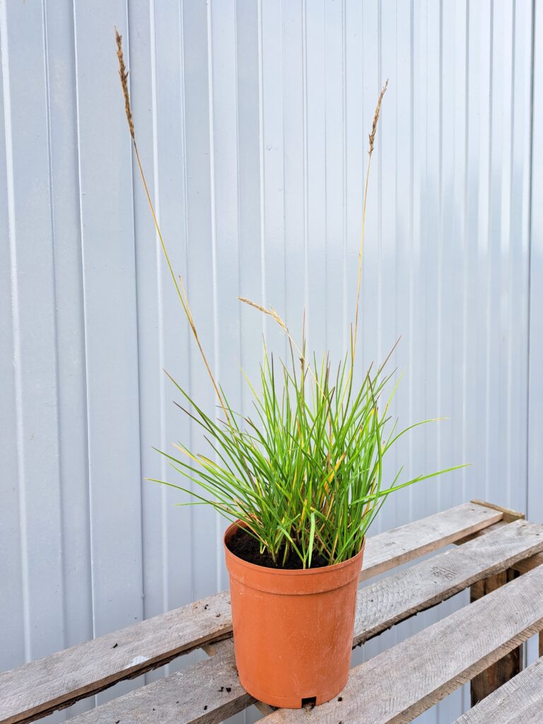 Sesleria jesienna