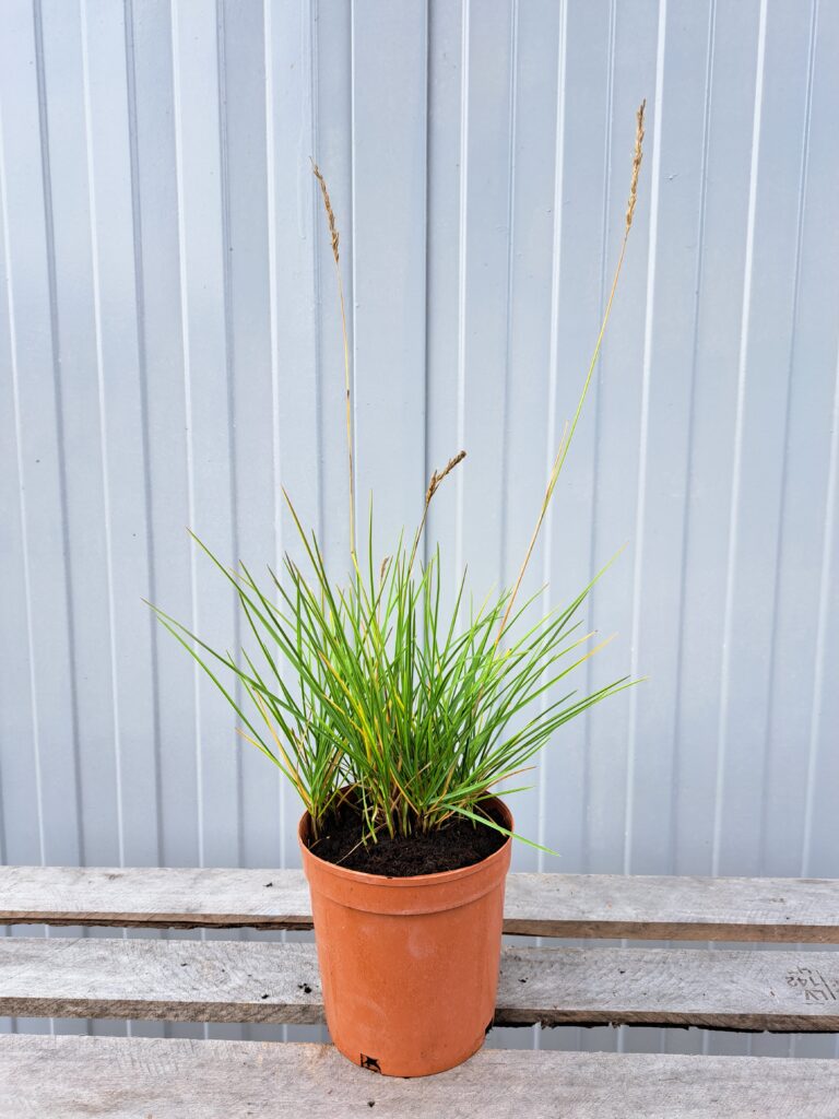 Sesleria jesienna