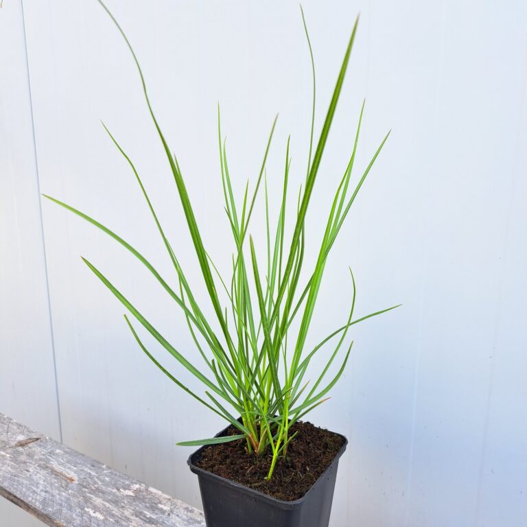 Sesleria jesienna