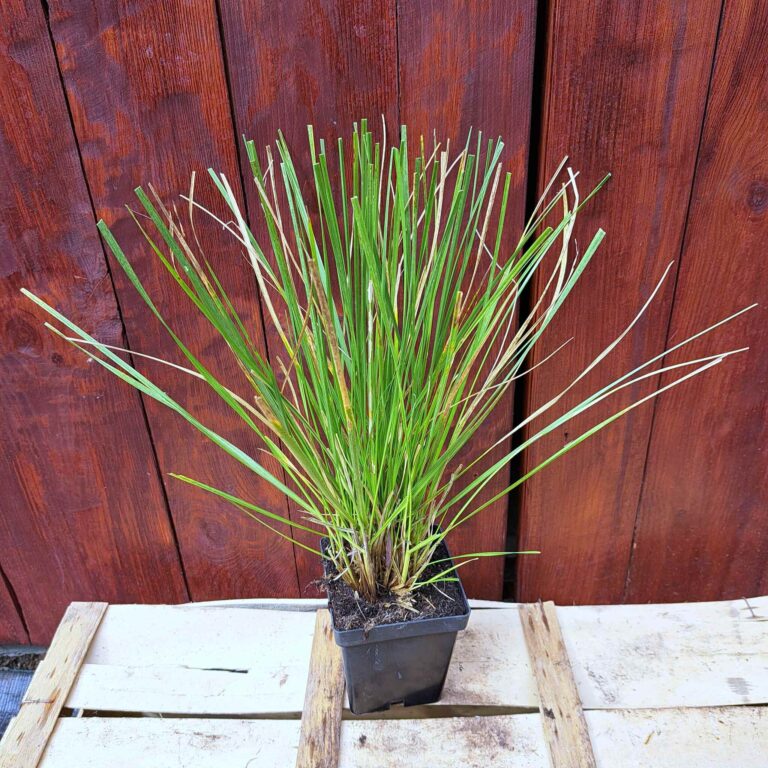 Śmiałek darniowy 'Goldschleier'