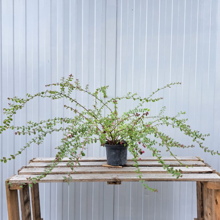 Snieguliczka-rozowa-Hancock