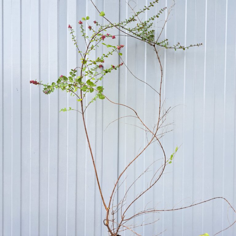 Śnieguliczka różowa 'Hancock'