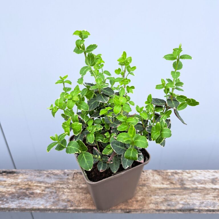 Trzmielina pnąca 'Emerald Gaiety'