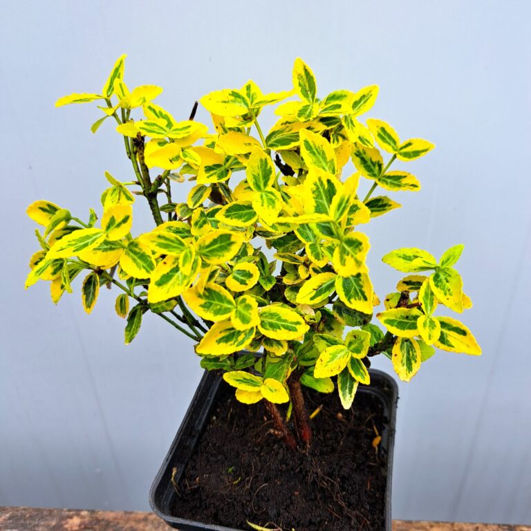 Trzmielina pnąca 'Emerald'n Gold'
