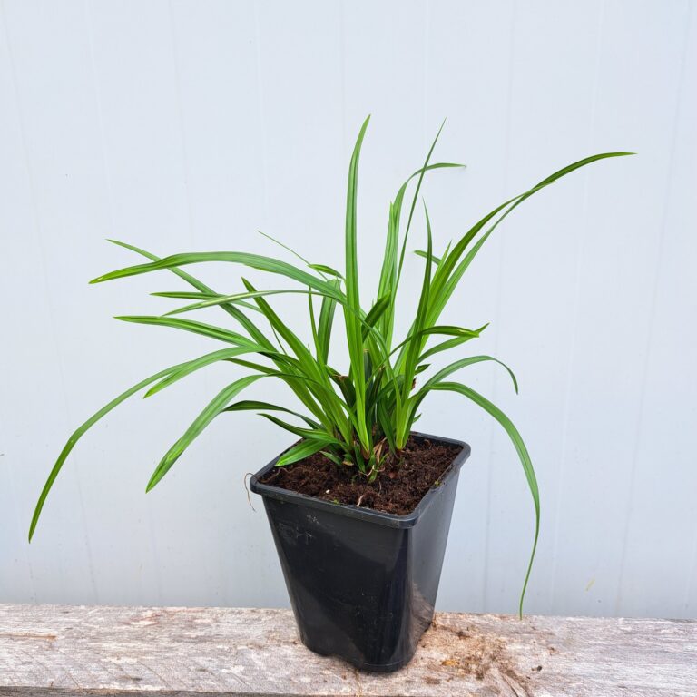 Turzyca morrowa 'Irish green'