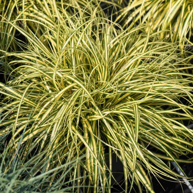 Turzyca oszimska 'Evergold'