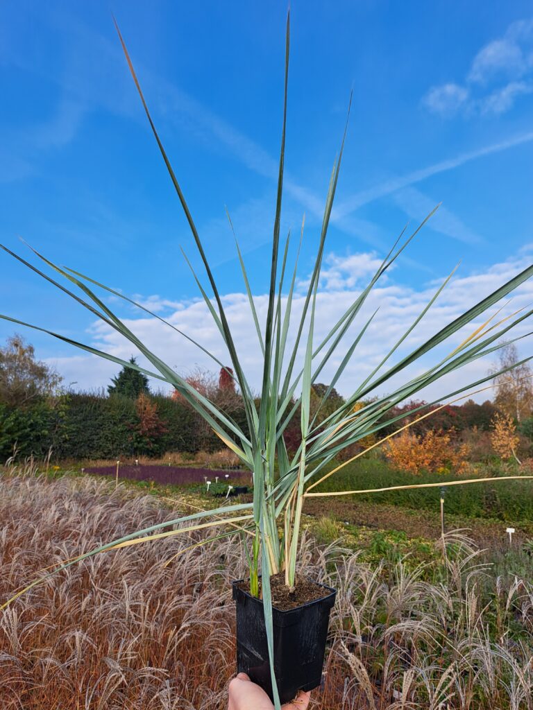 Wydmuchrzyca piaskowa 'Blue Dune'